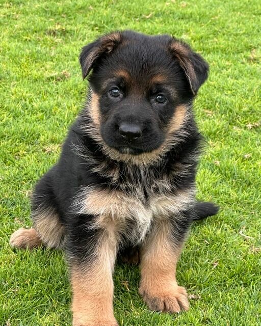 Zoo center Team Eim Kennel Pets Boarding, company, Emirate of Dubai, photo