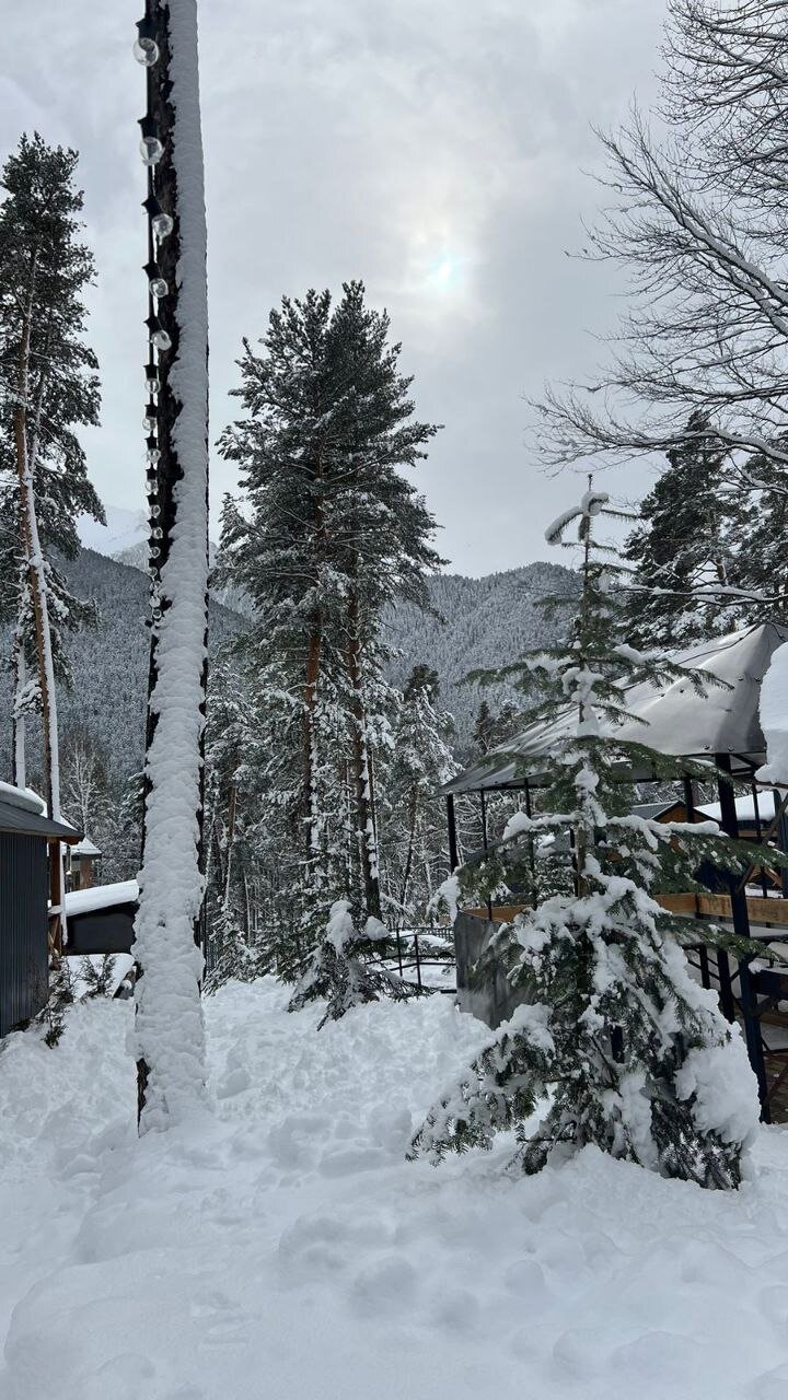 Фото Сосновка