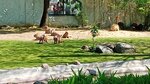 Сapybaras (Bolshaya Gruzinskaya Street, 1с3) hayvonlar panjarasi