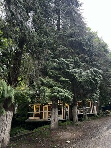 Зайки в домике