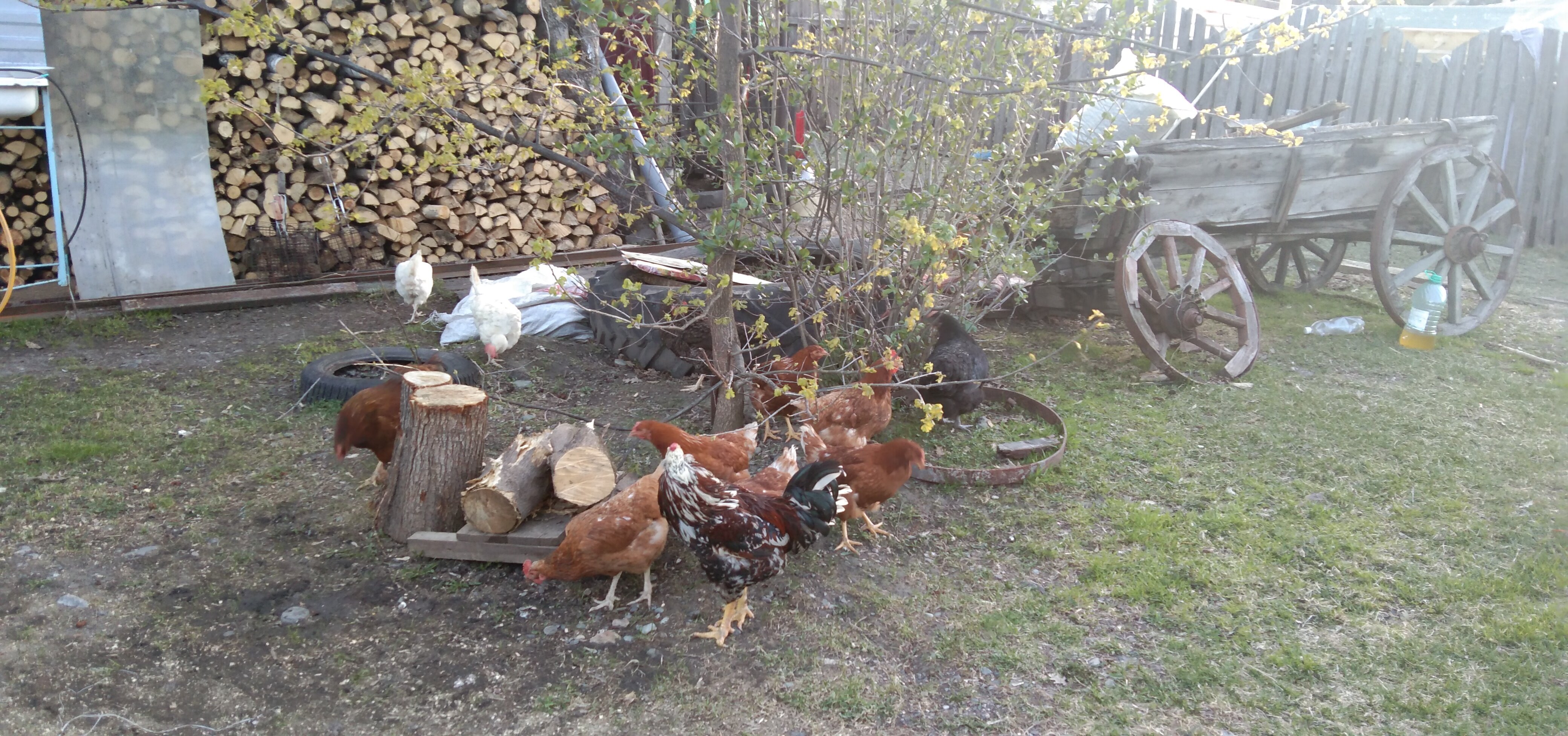 Фото У ручья