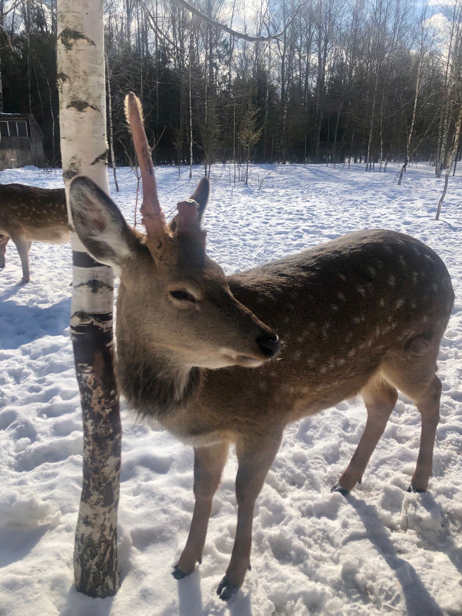 Фото Непросто дача