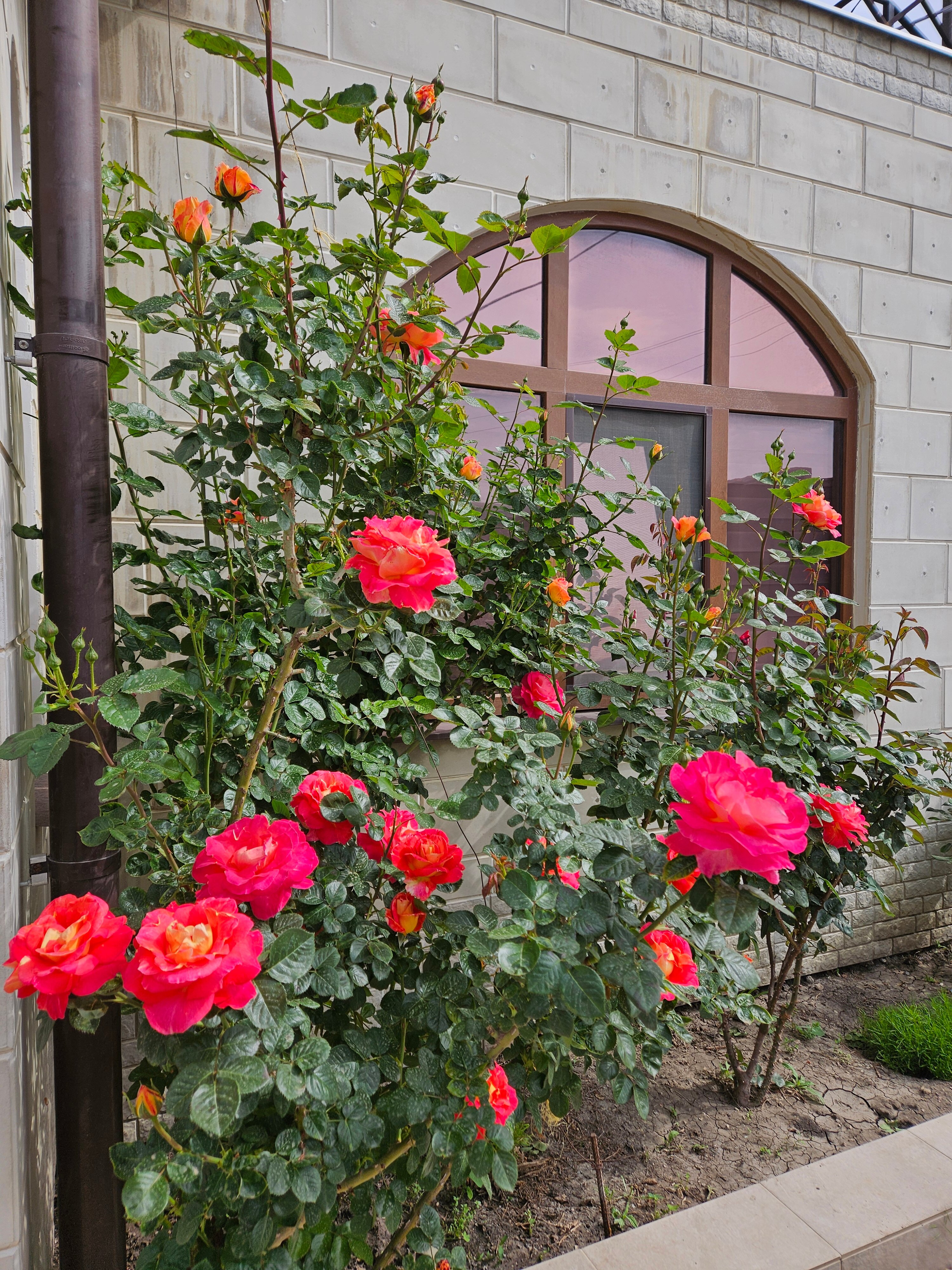 Фото Астерия Меганом