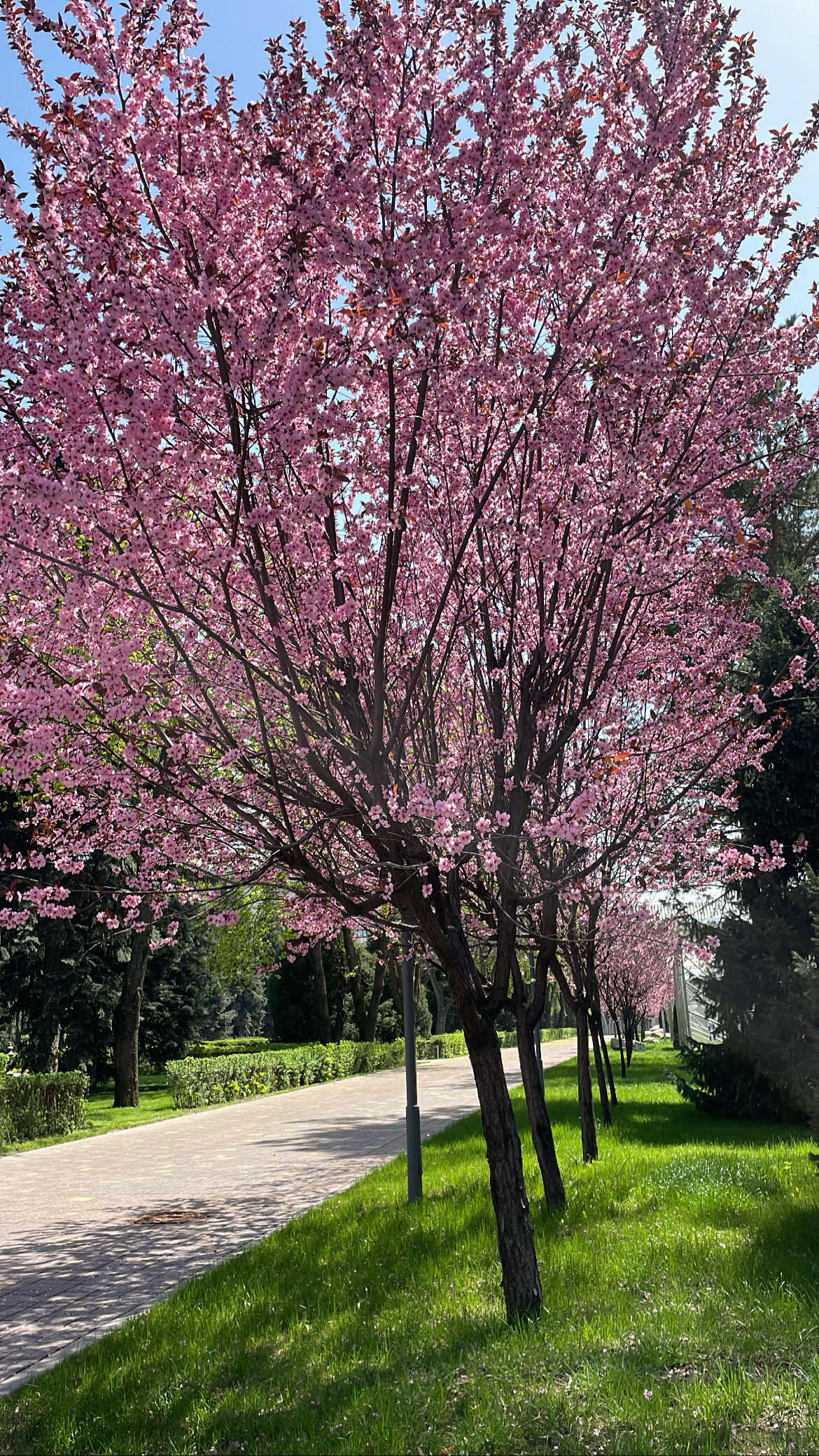 Фото Swissotel Wellness Resort Alatau Almaty