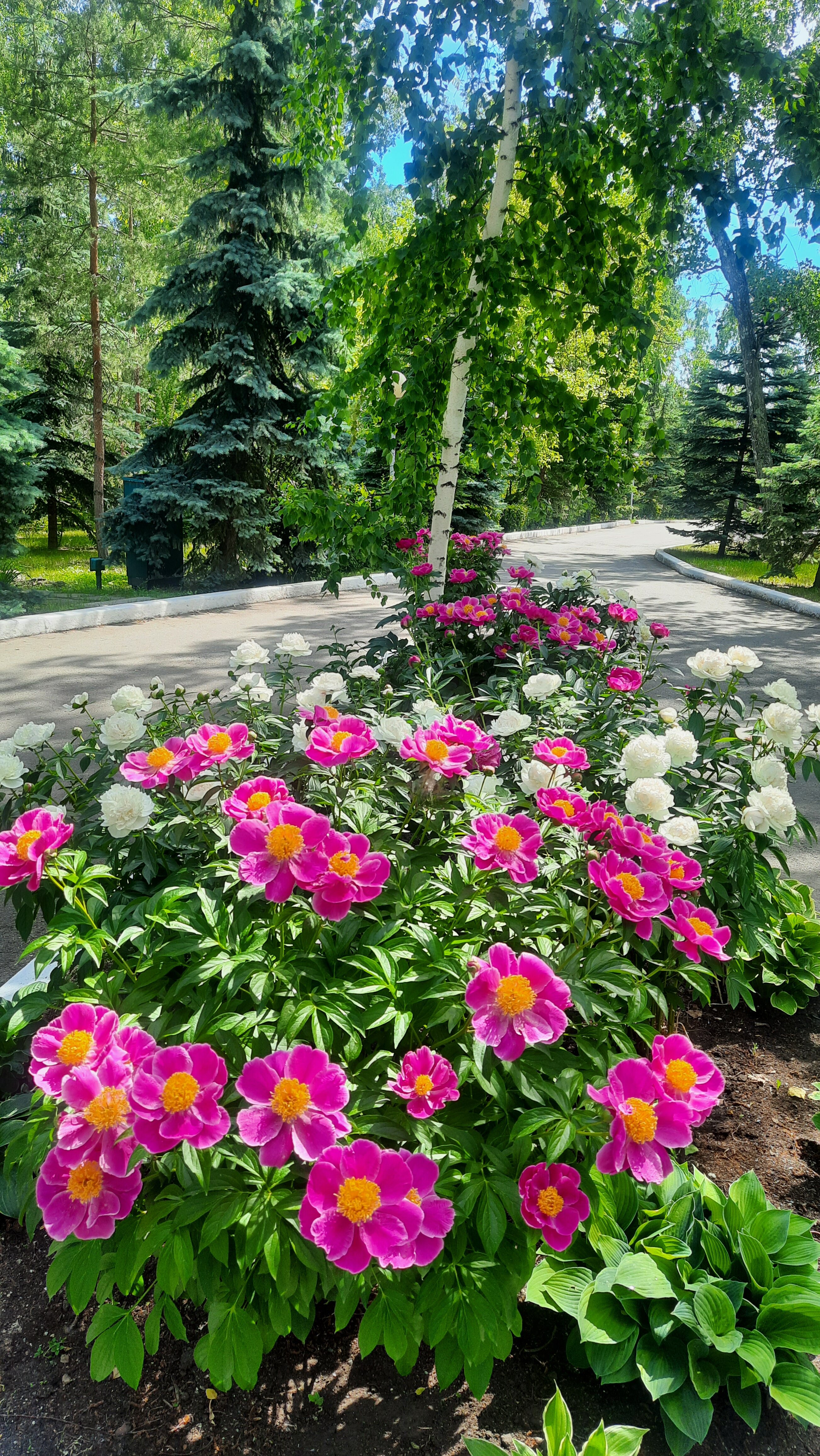 Фото Берёзка