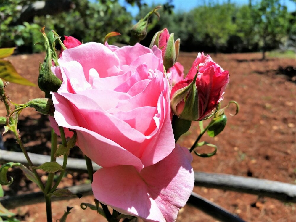 Фото Dépendance in Villa Karmel