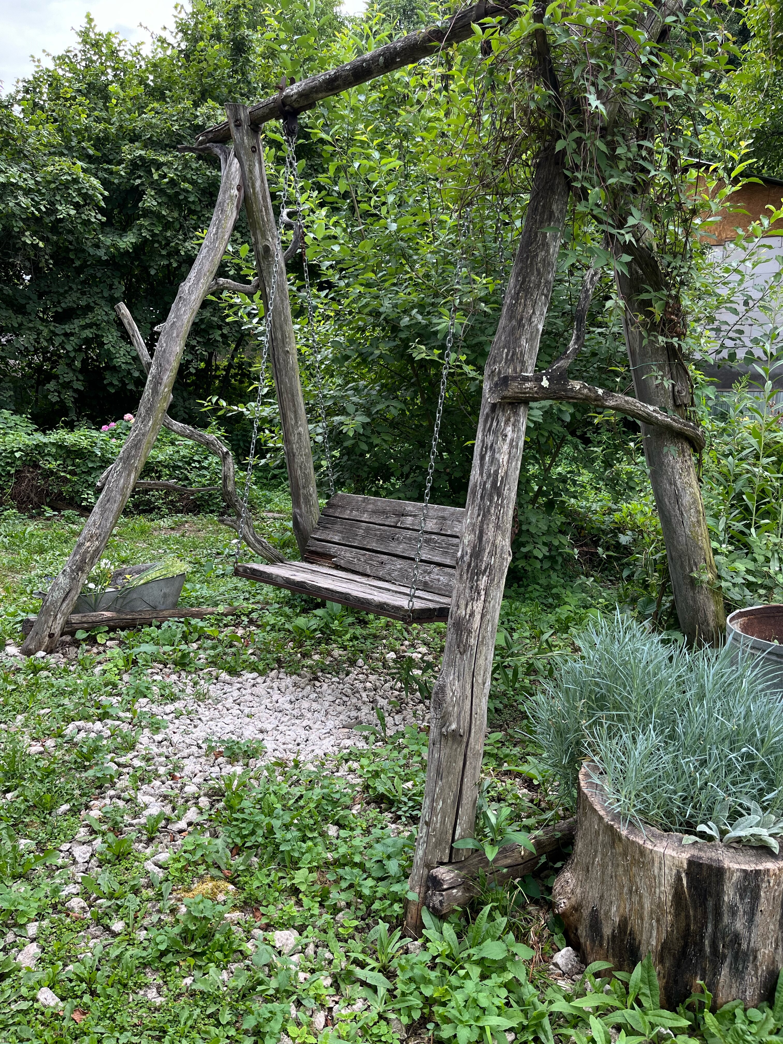 Фото Горная Лаванда