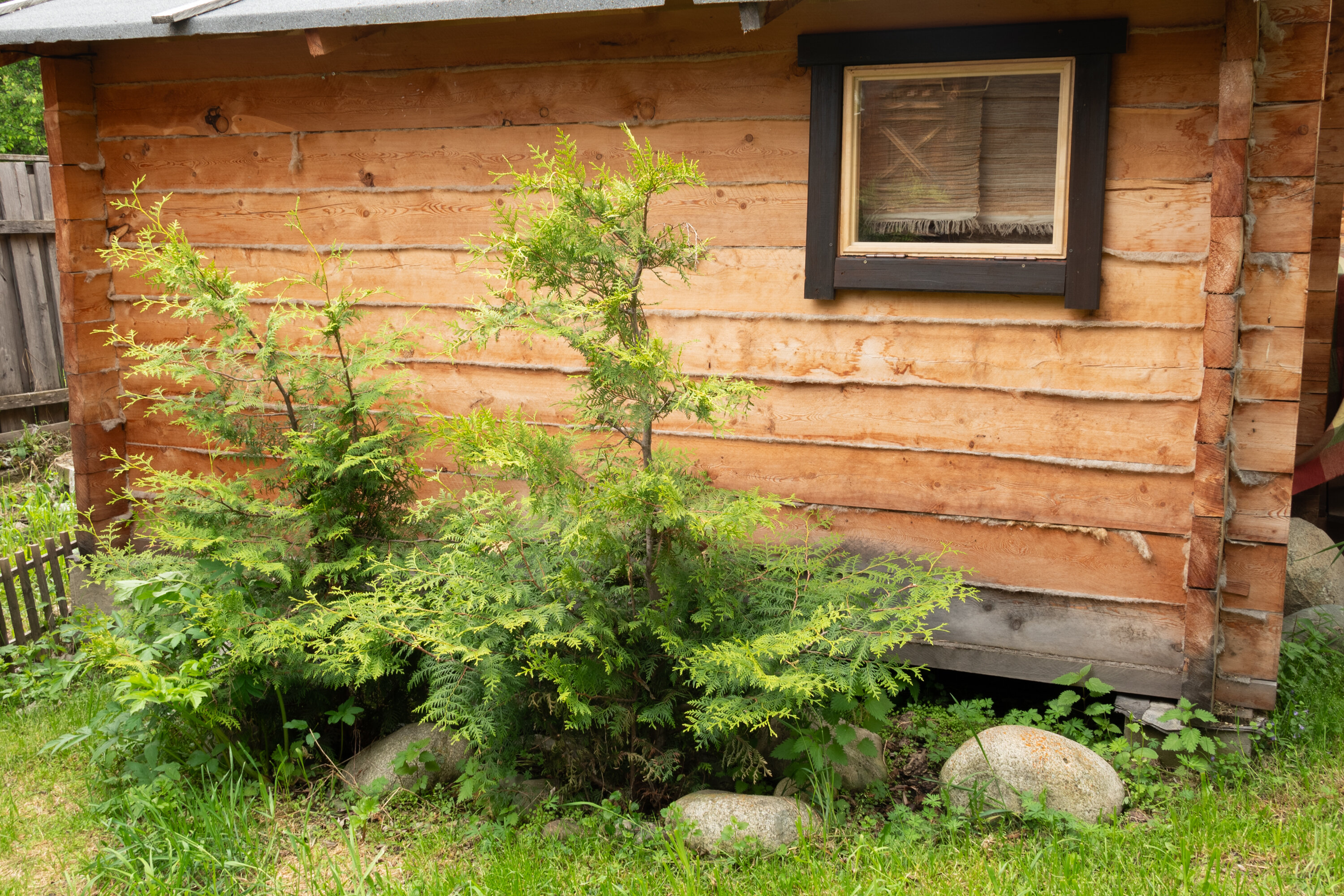 Фото Алтайна