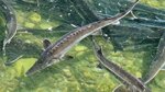 Mahmudoffish (Republic of Daghestan, Magaramkentskiy rayon, selo Bilbil-Kazmalyar), fisheries, fish farming