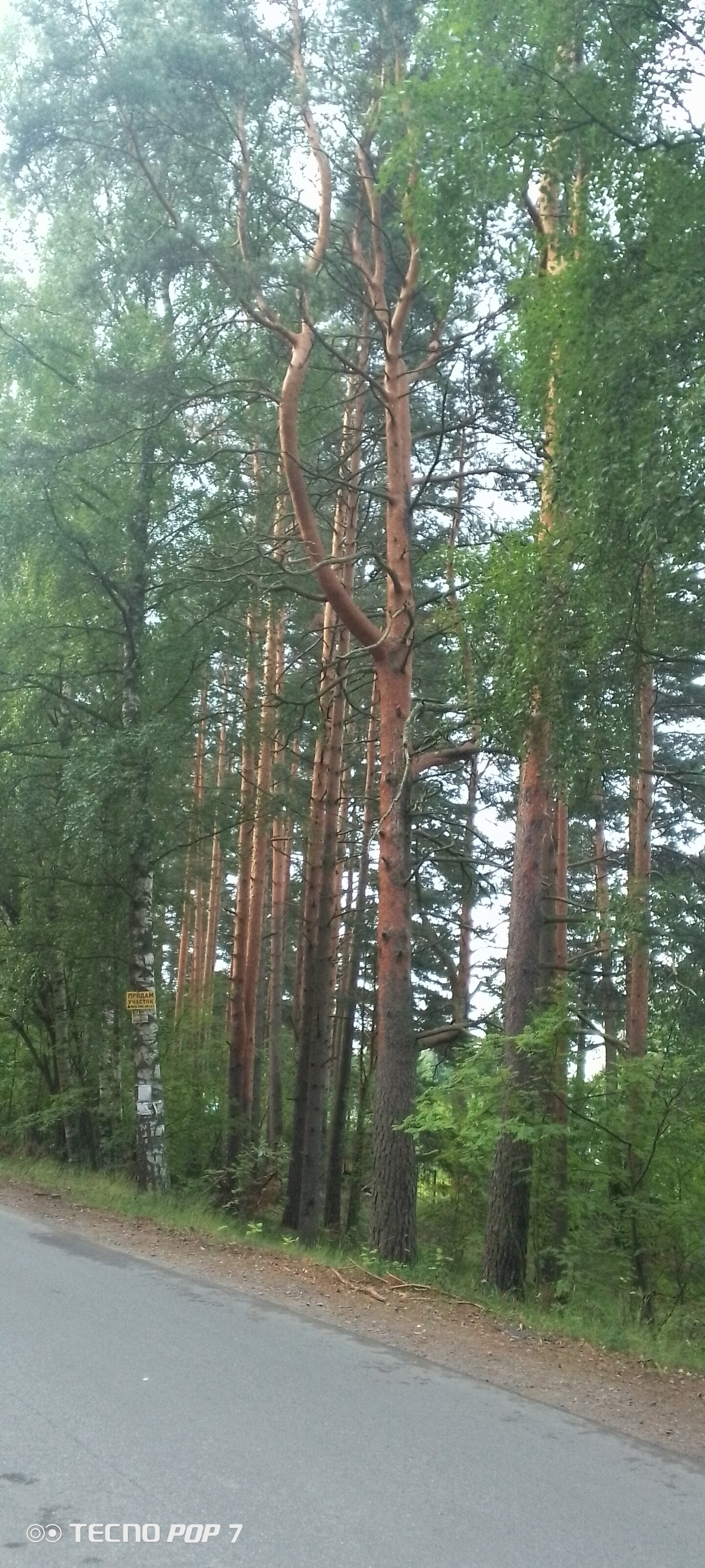 Фото Суванто