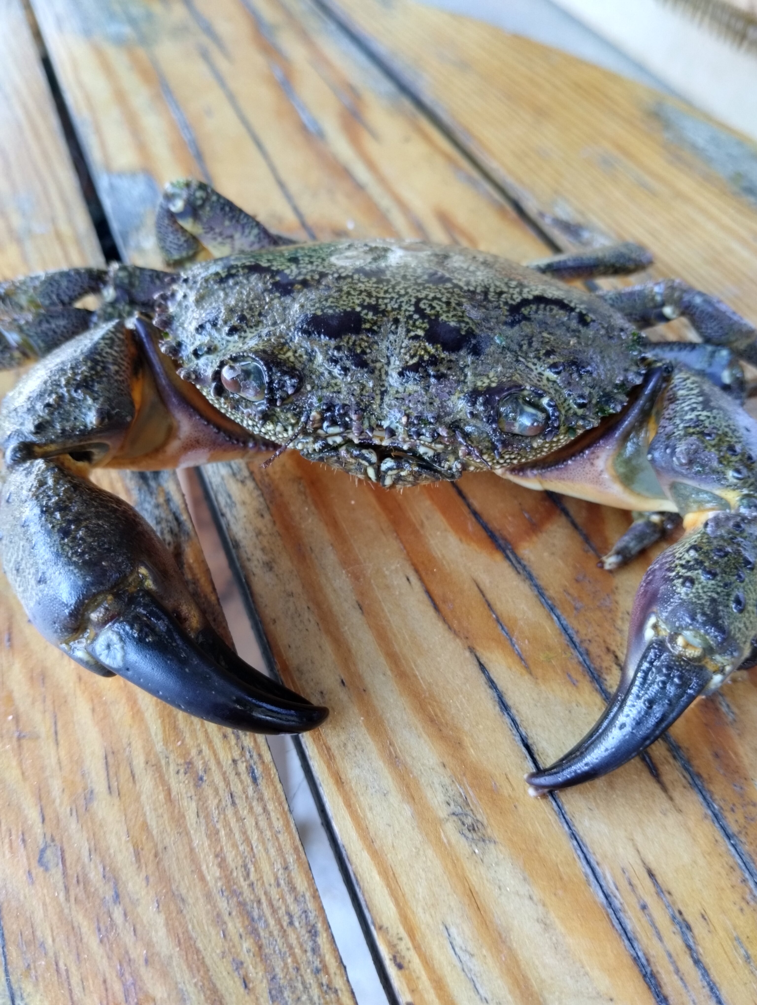 Фото Primorskiy Resort