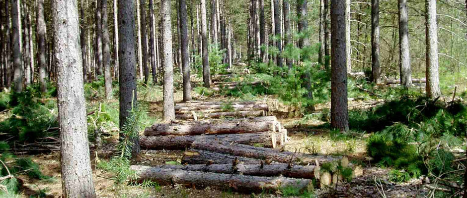 Carpentry Akyazi Timber, Izmir, photo