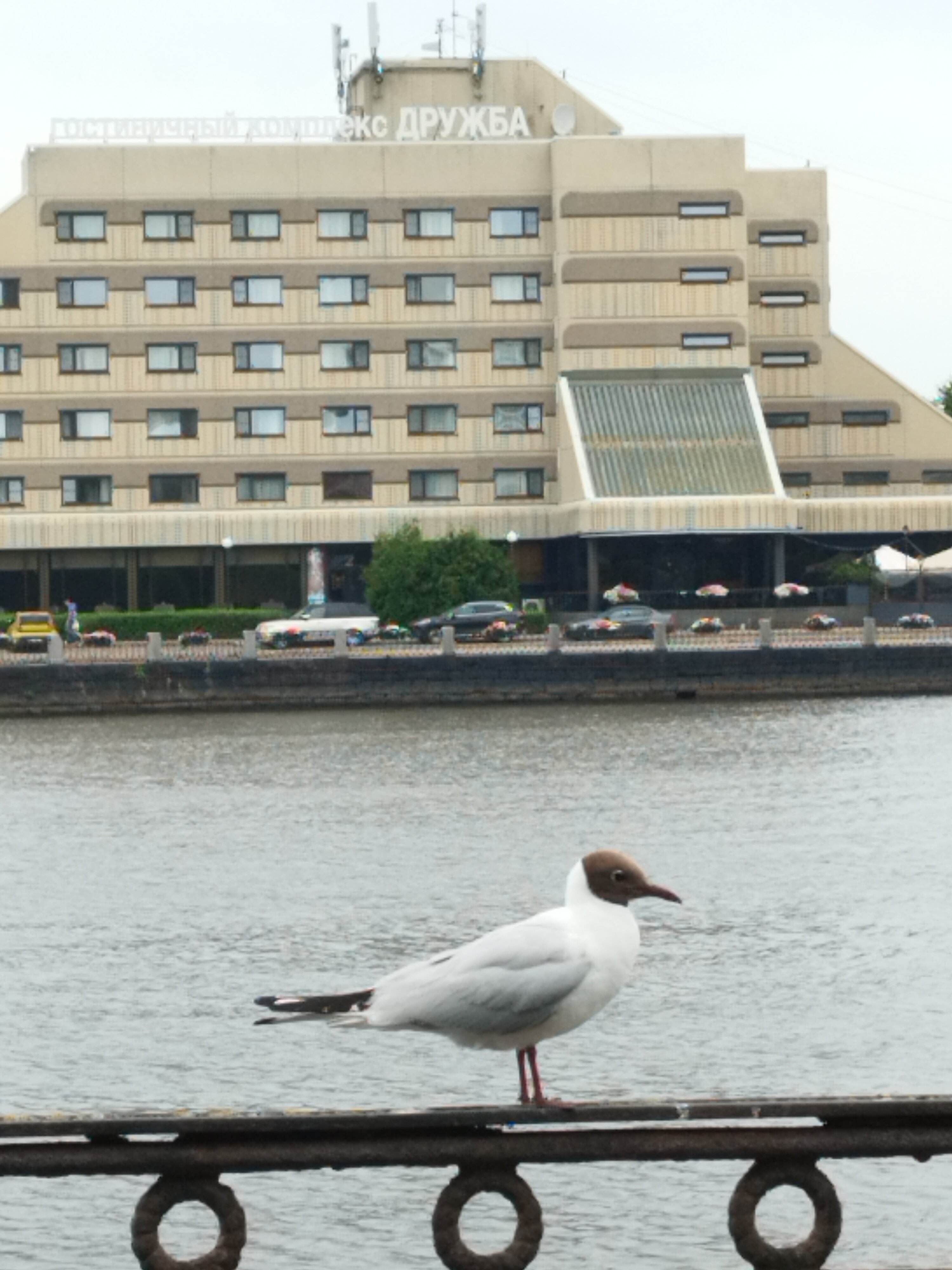 Фото Дружба