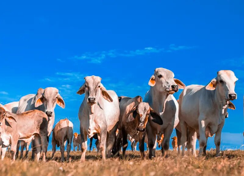 Fodder and feed additives Oztar Farm Market, Konya, photo