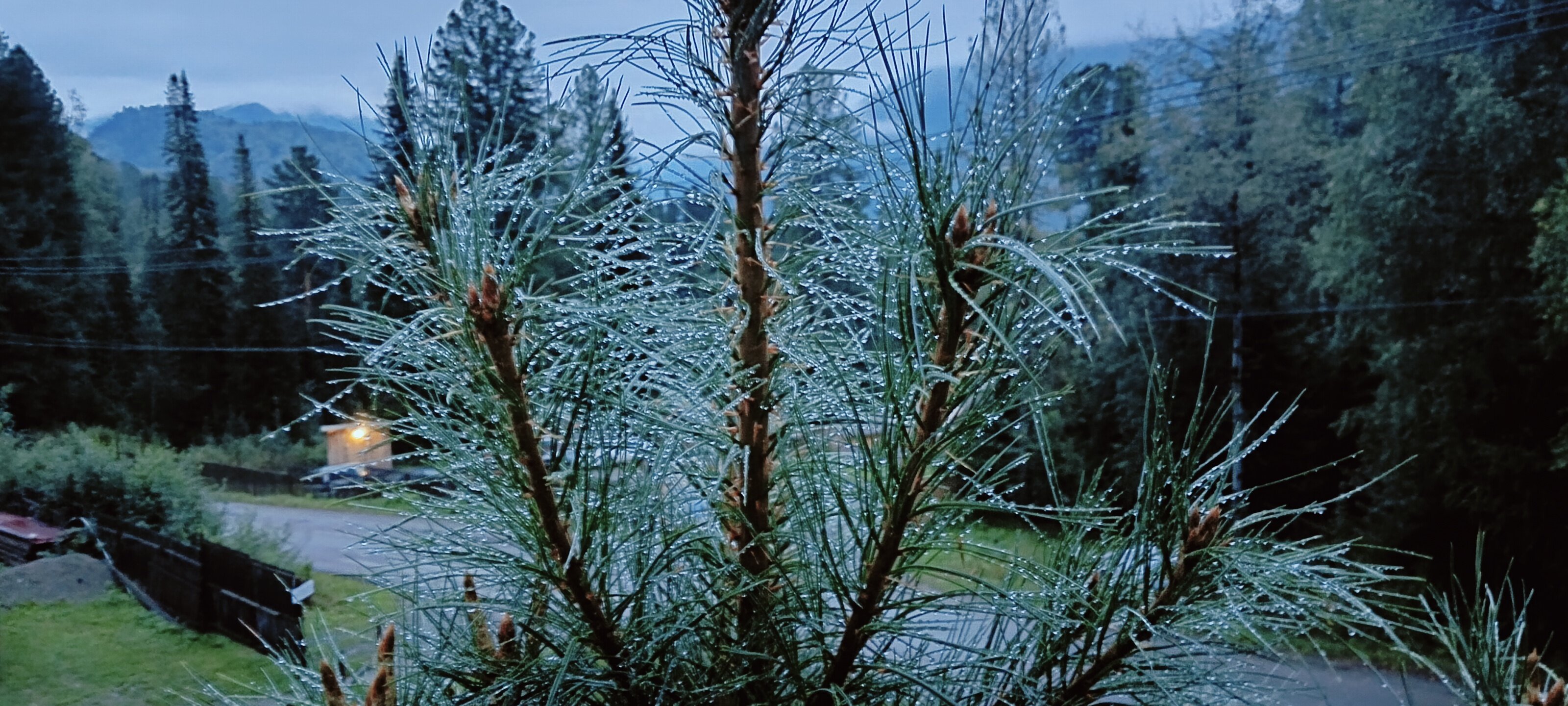 Фото Кедровый берег