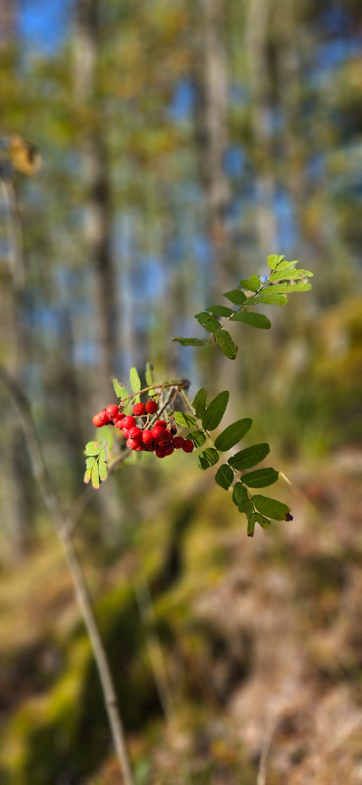Фото Абракадабра