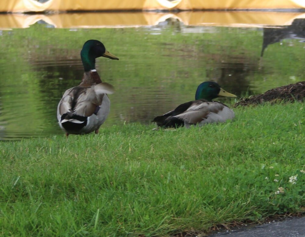 Фото The Village Inn