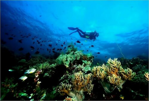 Гостиница Wakatobi Patuno Diving & Beach Resort