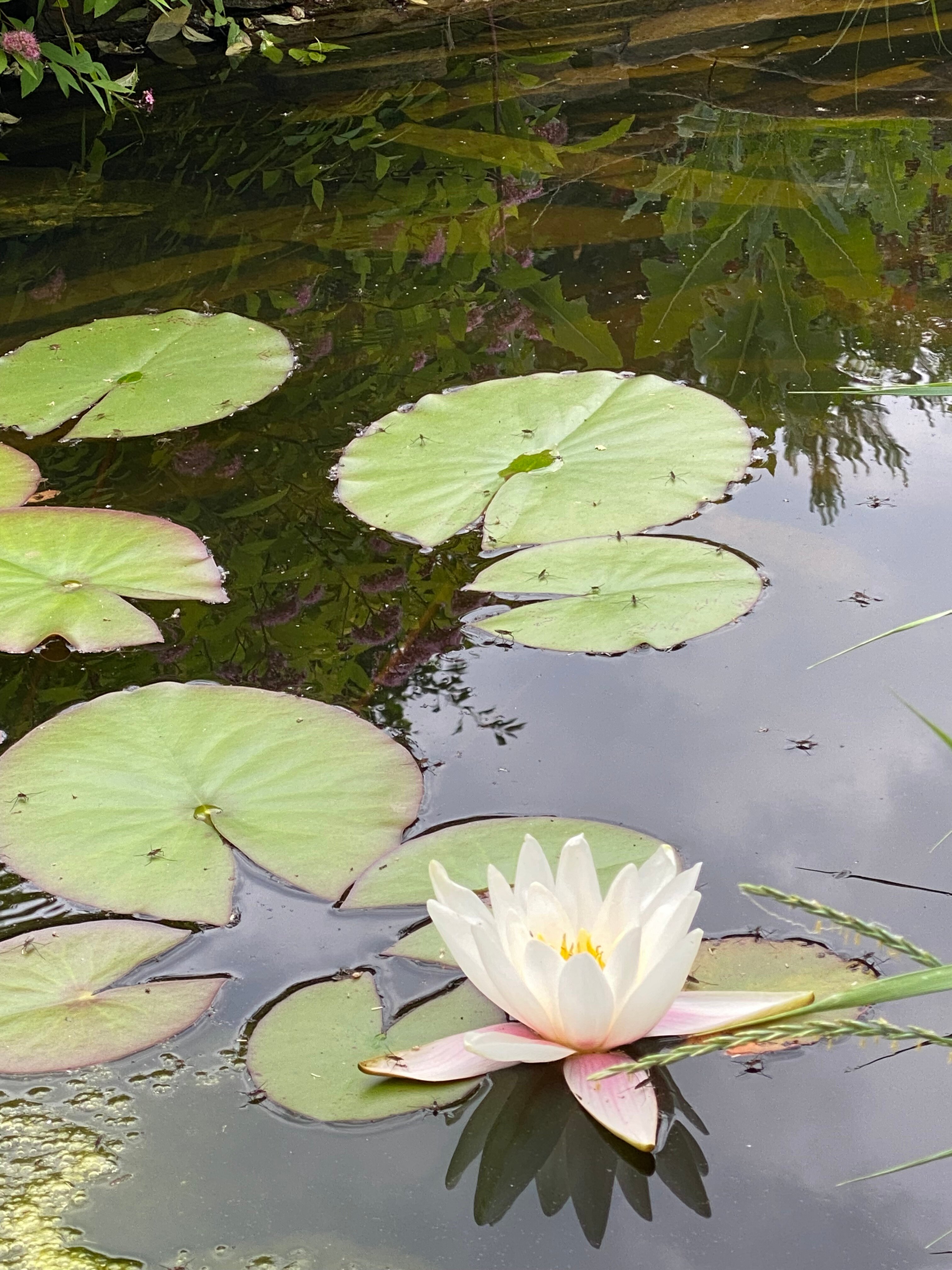 Фото Лаки Лейк