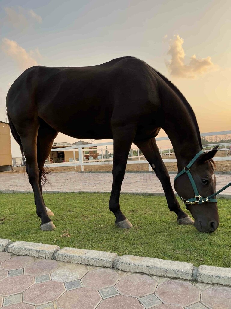 Horse riding Al Madam 2 Stables, Dubai, photo