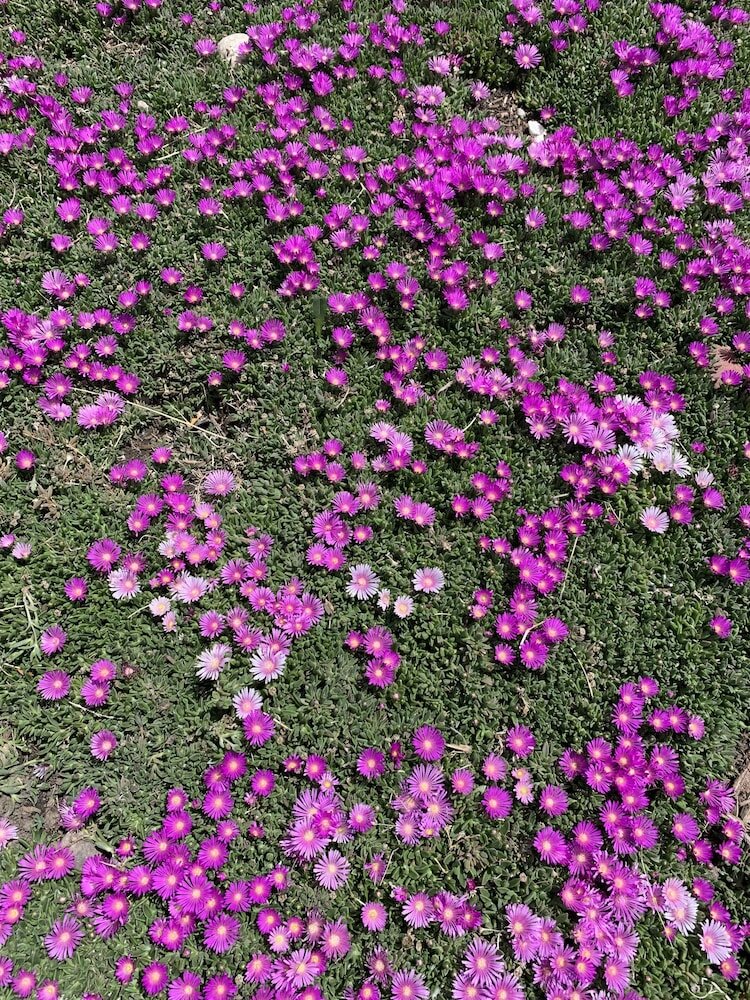 Фото Country Manor Motel Watkins