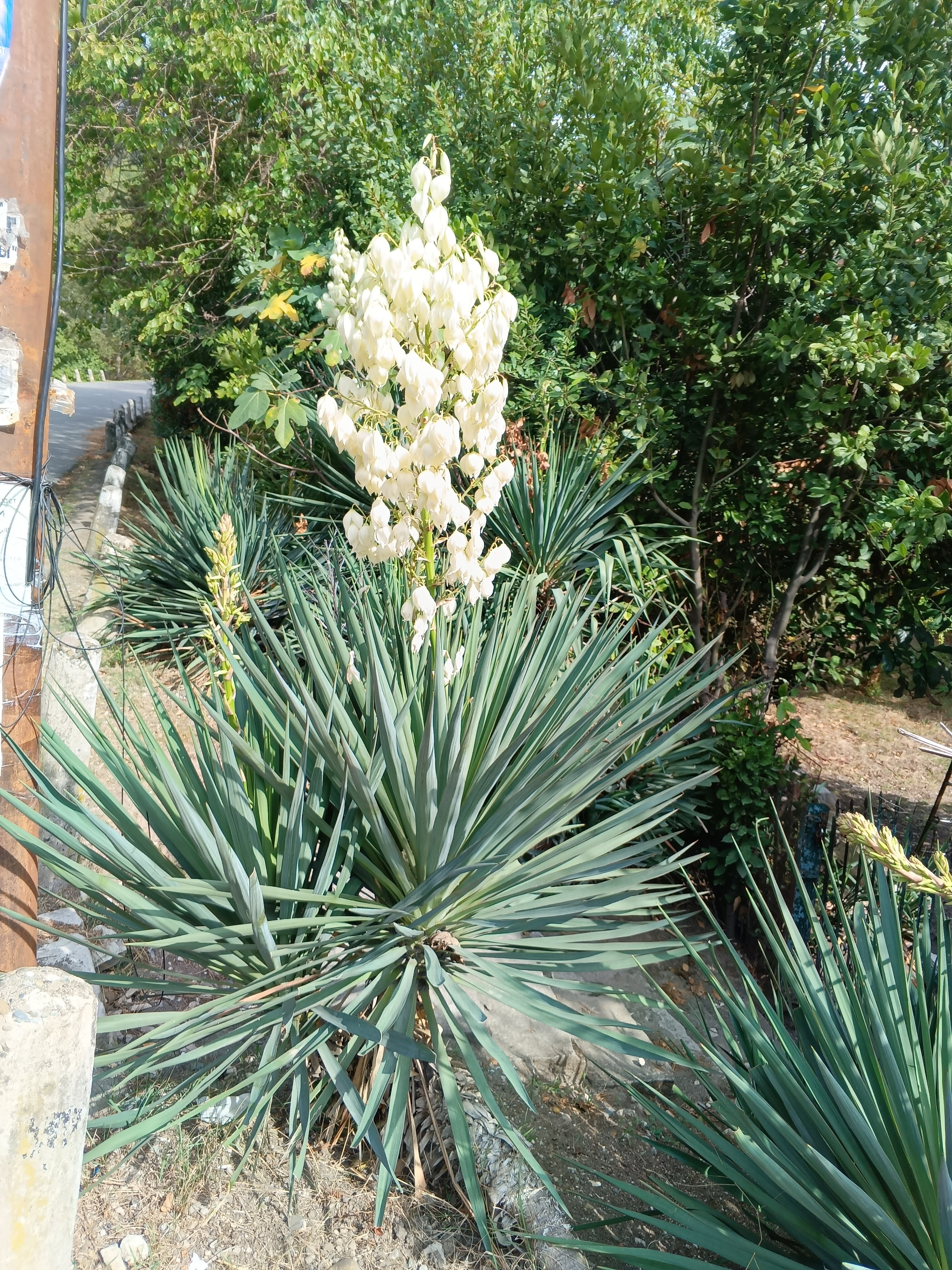 Фото Белая Панама