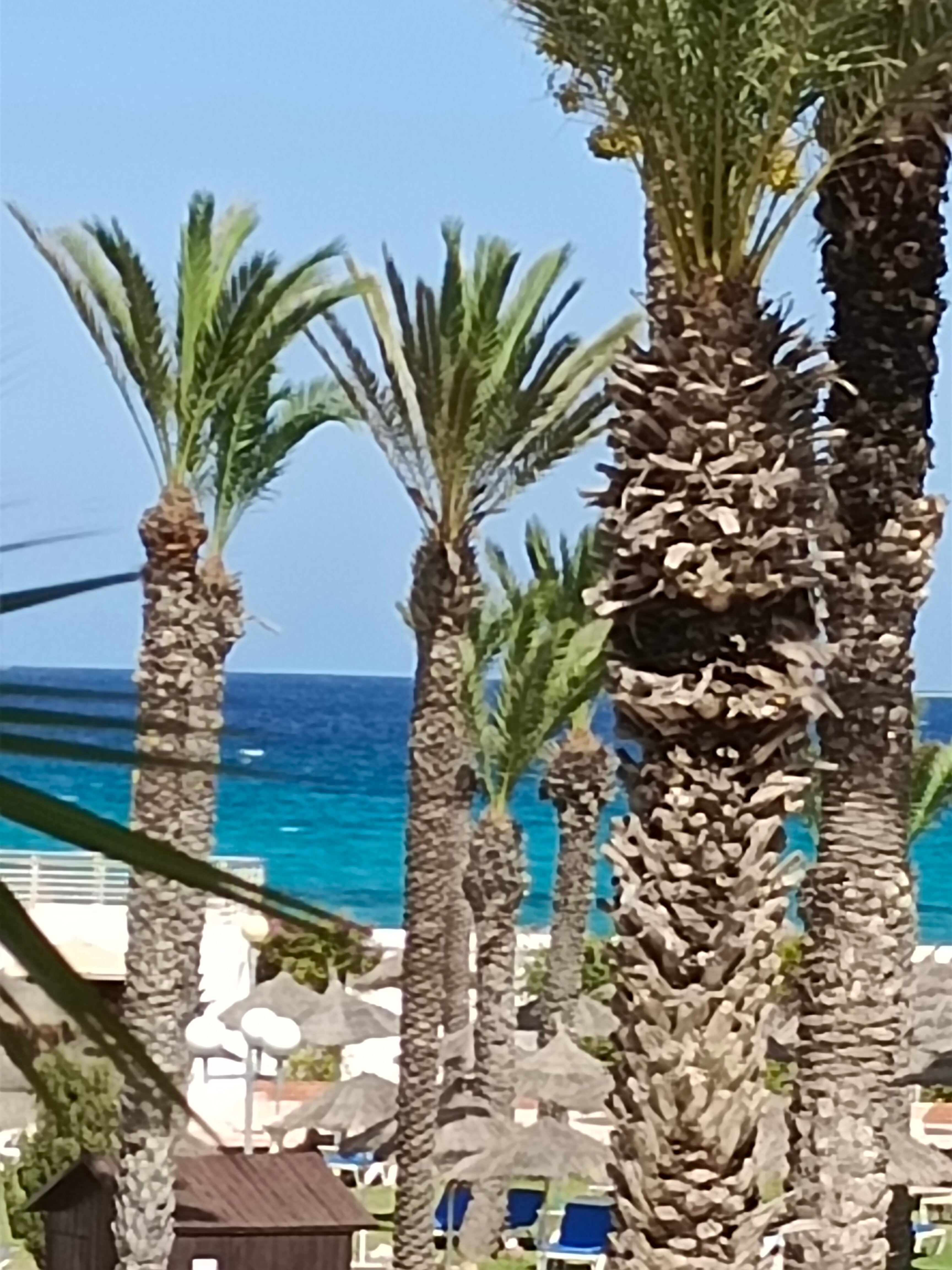 Фото PrimaSol El Mehdi