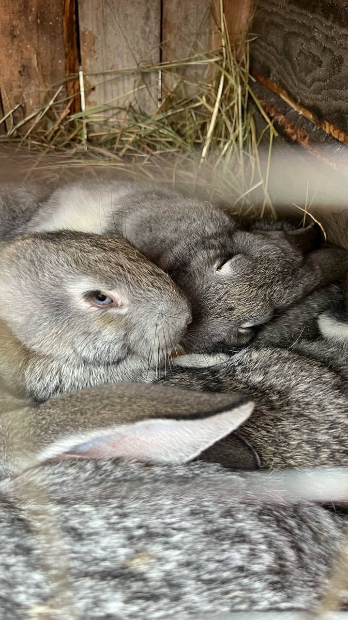 Фото Ракита