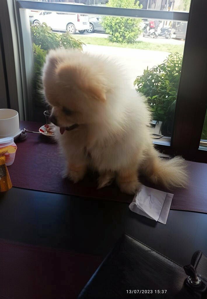 Veterinary clinic Durusehir Veterinary Clinic, Samsun, photo