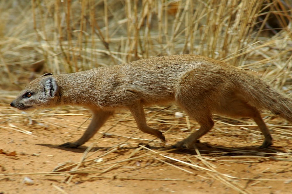 Фото Arebbusch Travel Lodge