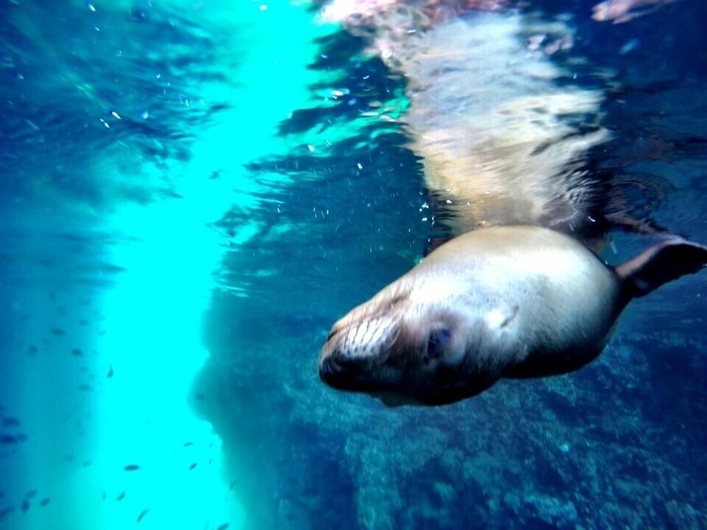 Фото The Freesouls Residences Cerritos Beach