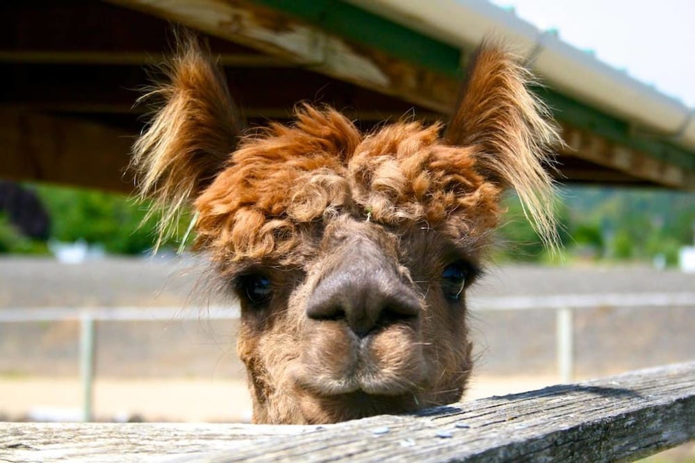 Фото Raven Suite at Rellik House. Winery & Alpaca Farm