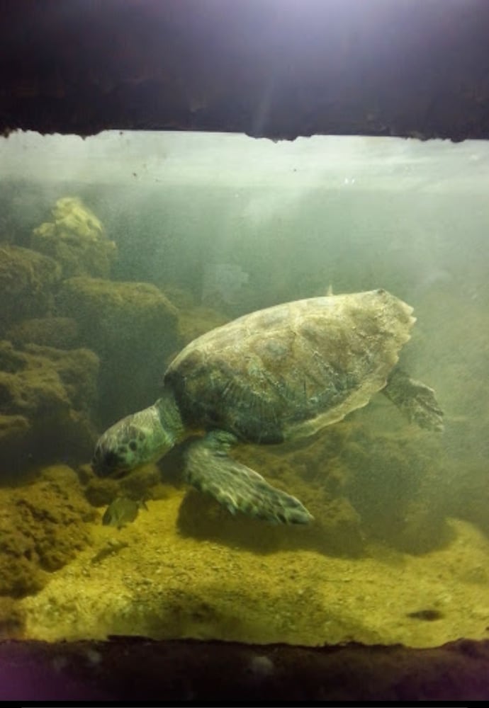 Фото Camping Lo Ionio