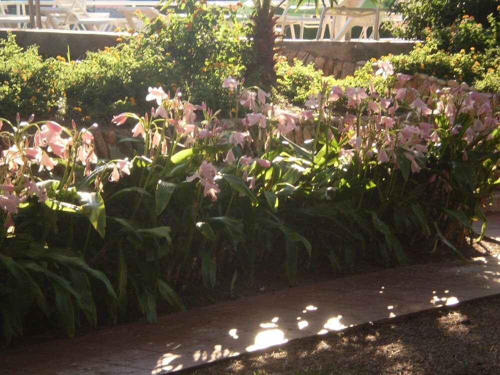 Фото Apartamentos El Oasis