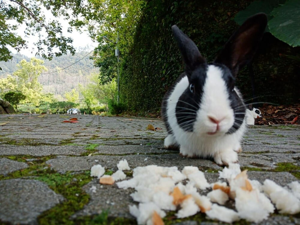 Фото Lily Village