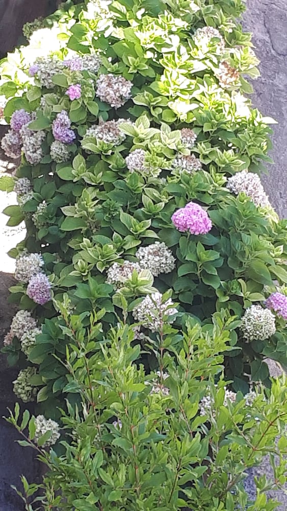 Фото Apartments and Rooms Zvjezdana