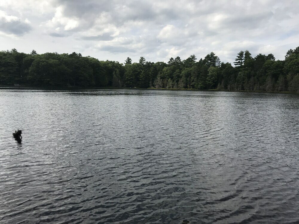 Фото Iggy & Al's Treehouse