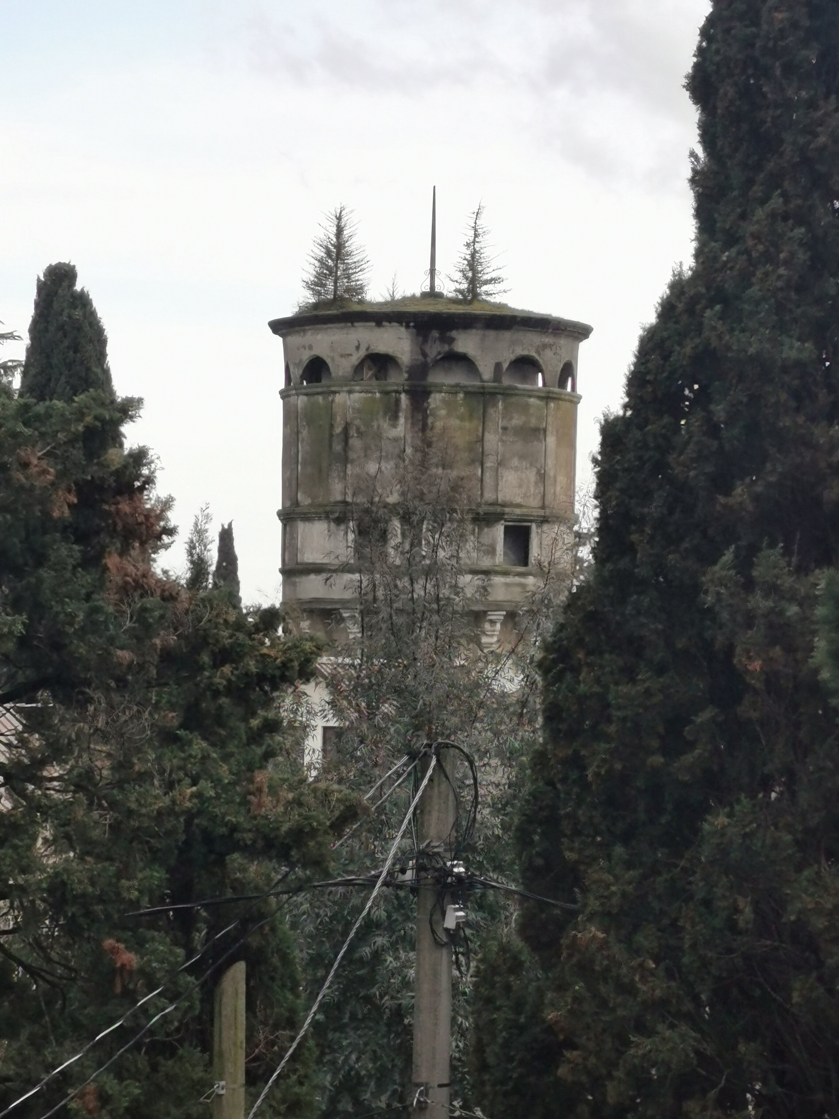 Фото Лаванда