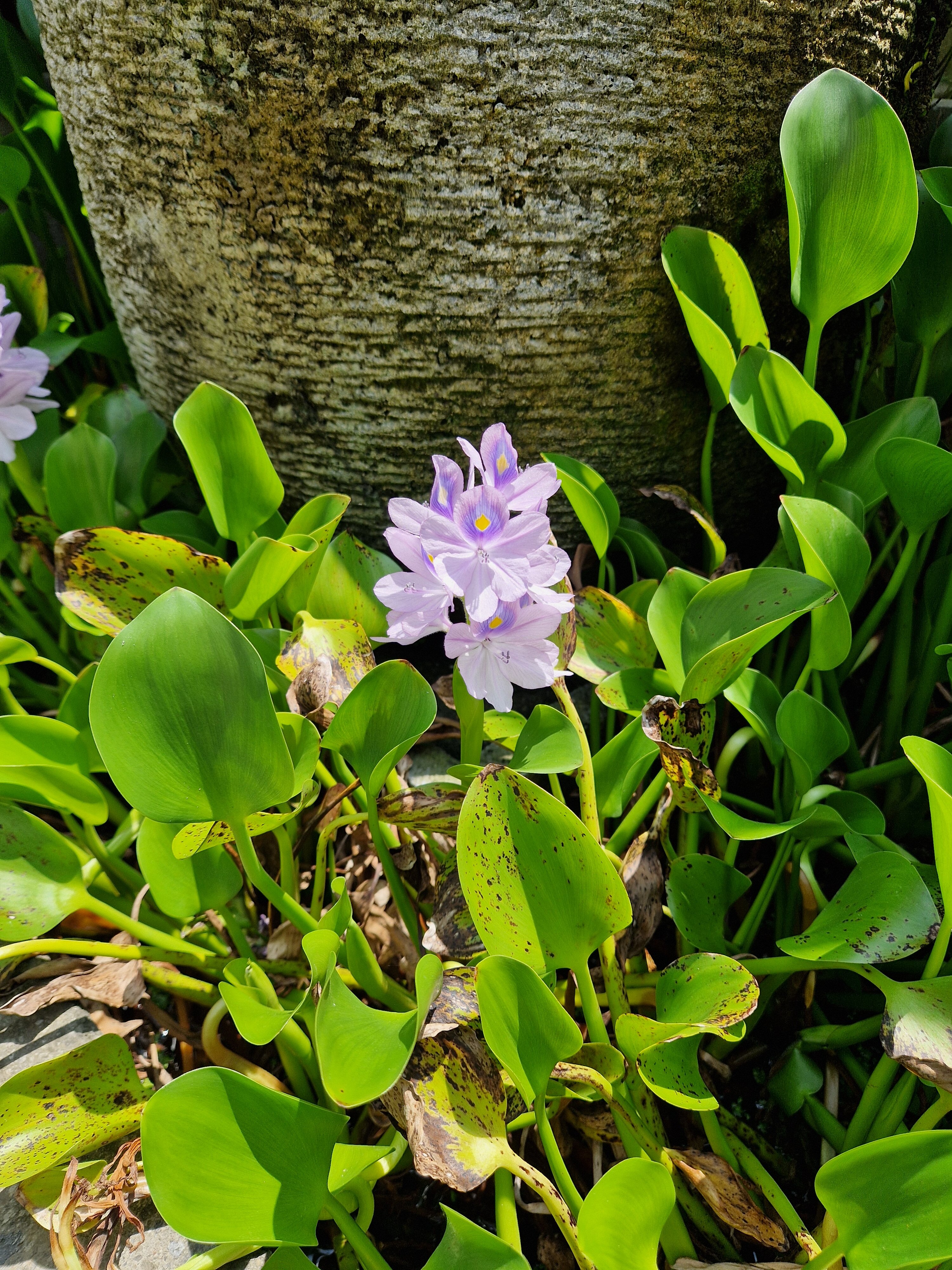Фото Ellora Villas