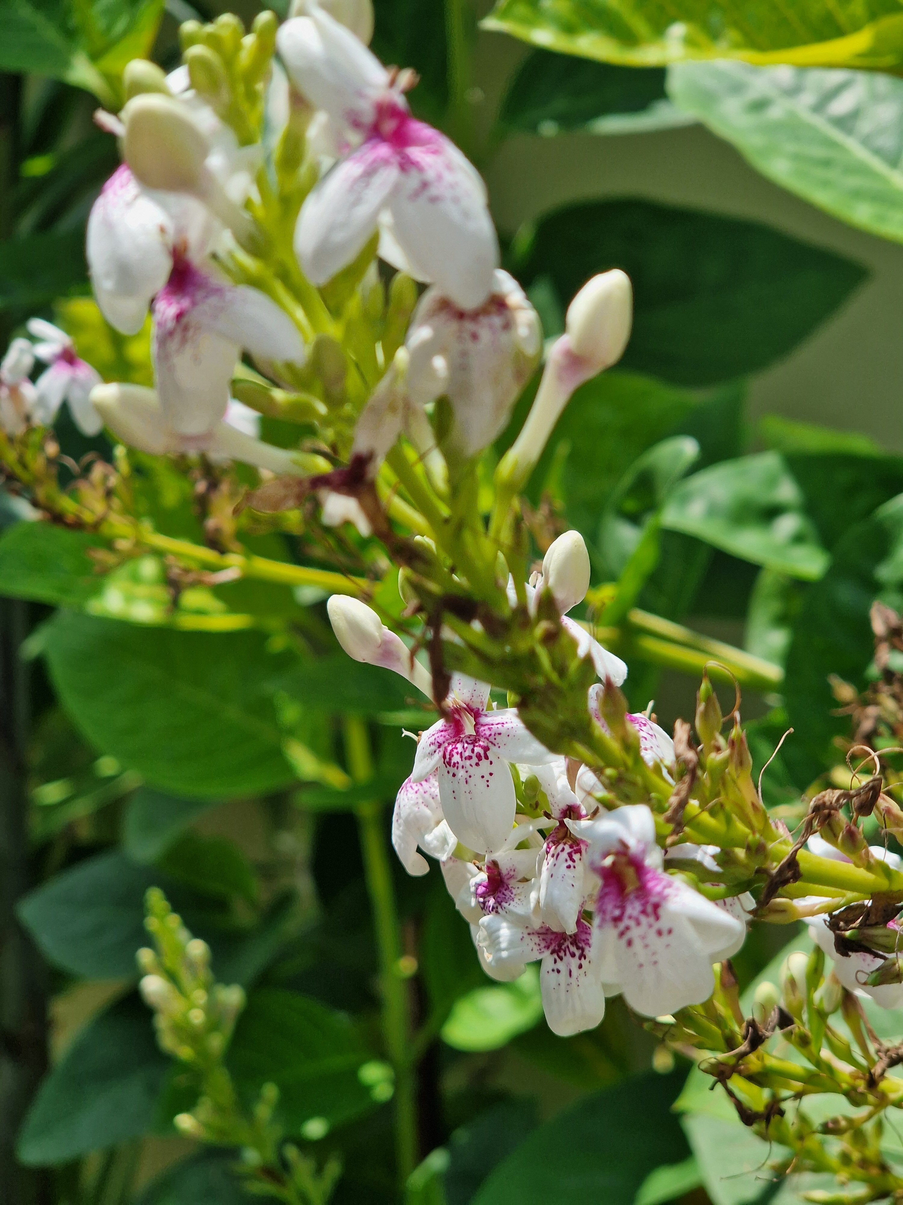 Фото Ellora Villas