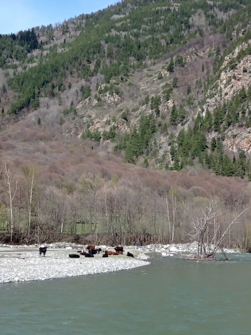 Фото Ягодный тис