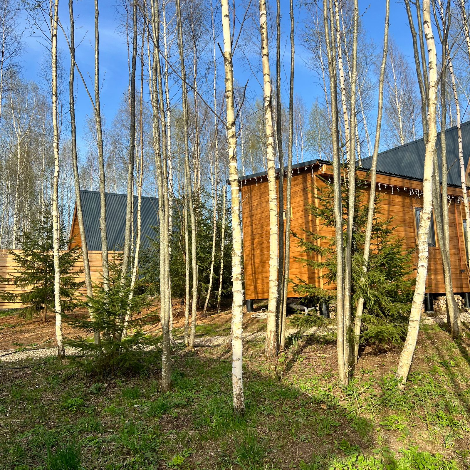 Фото My little forest