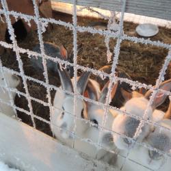 Фото Гостевой дом у Румянцевых