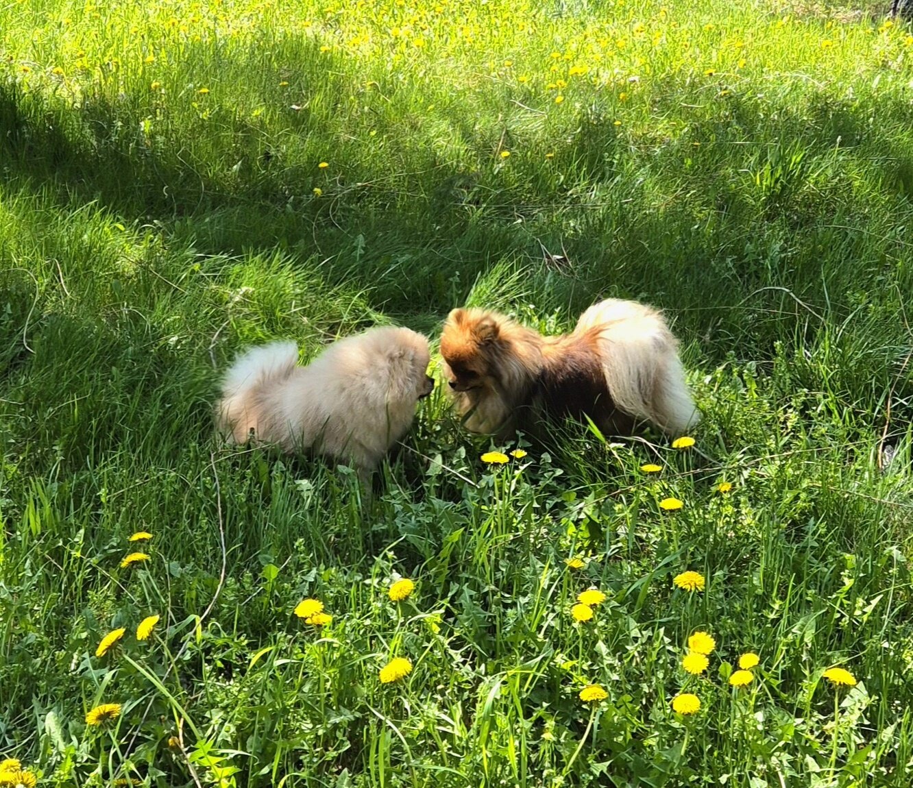 Фото Плотично