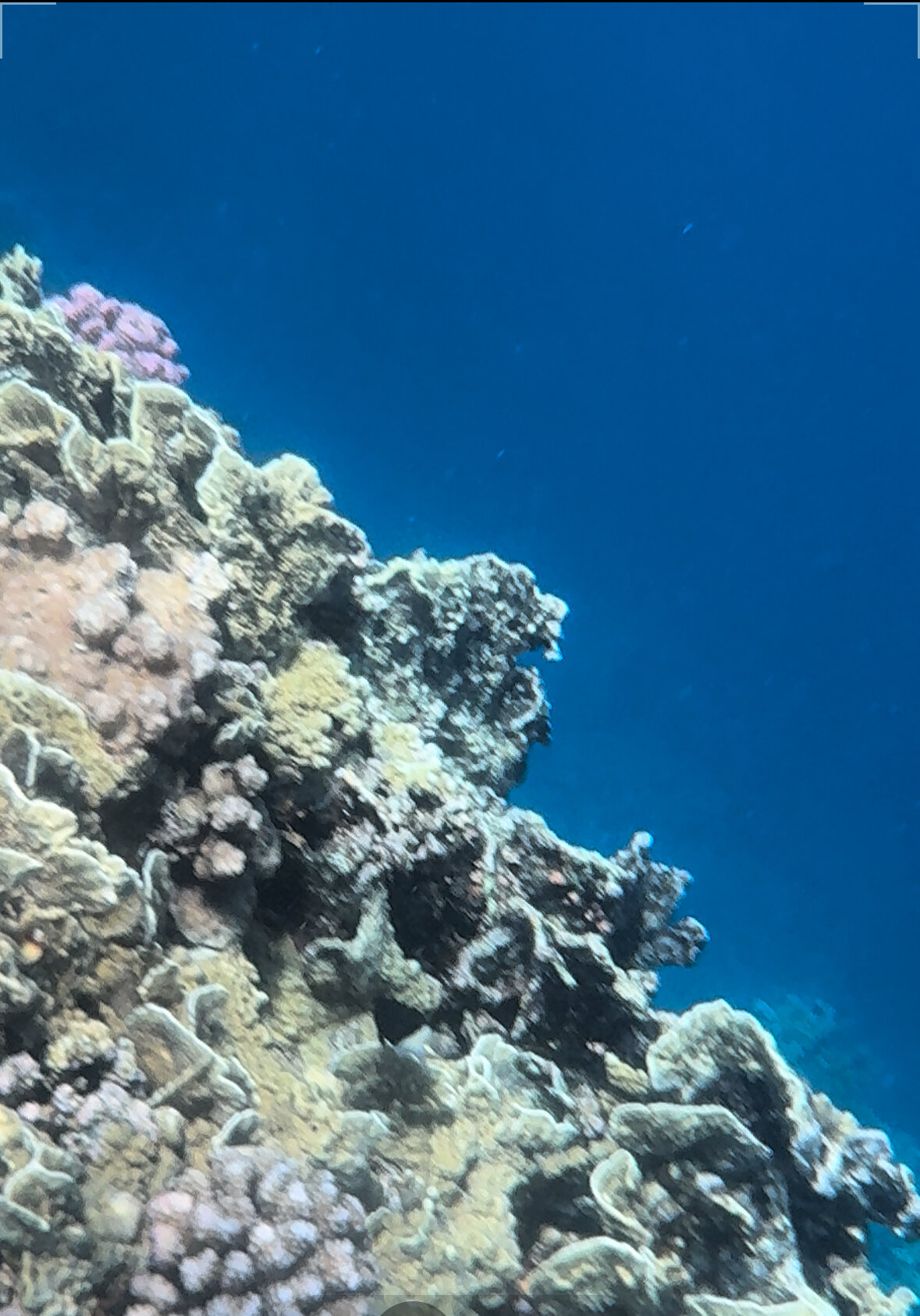 Фото Jaz Fanara Residence