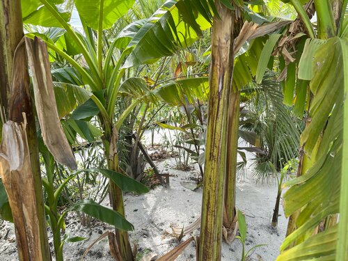 Гостиница Little Palm в Новомихайловском