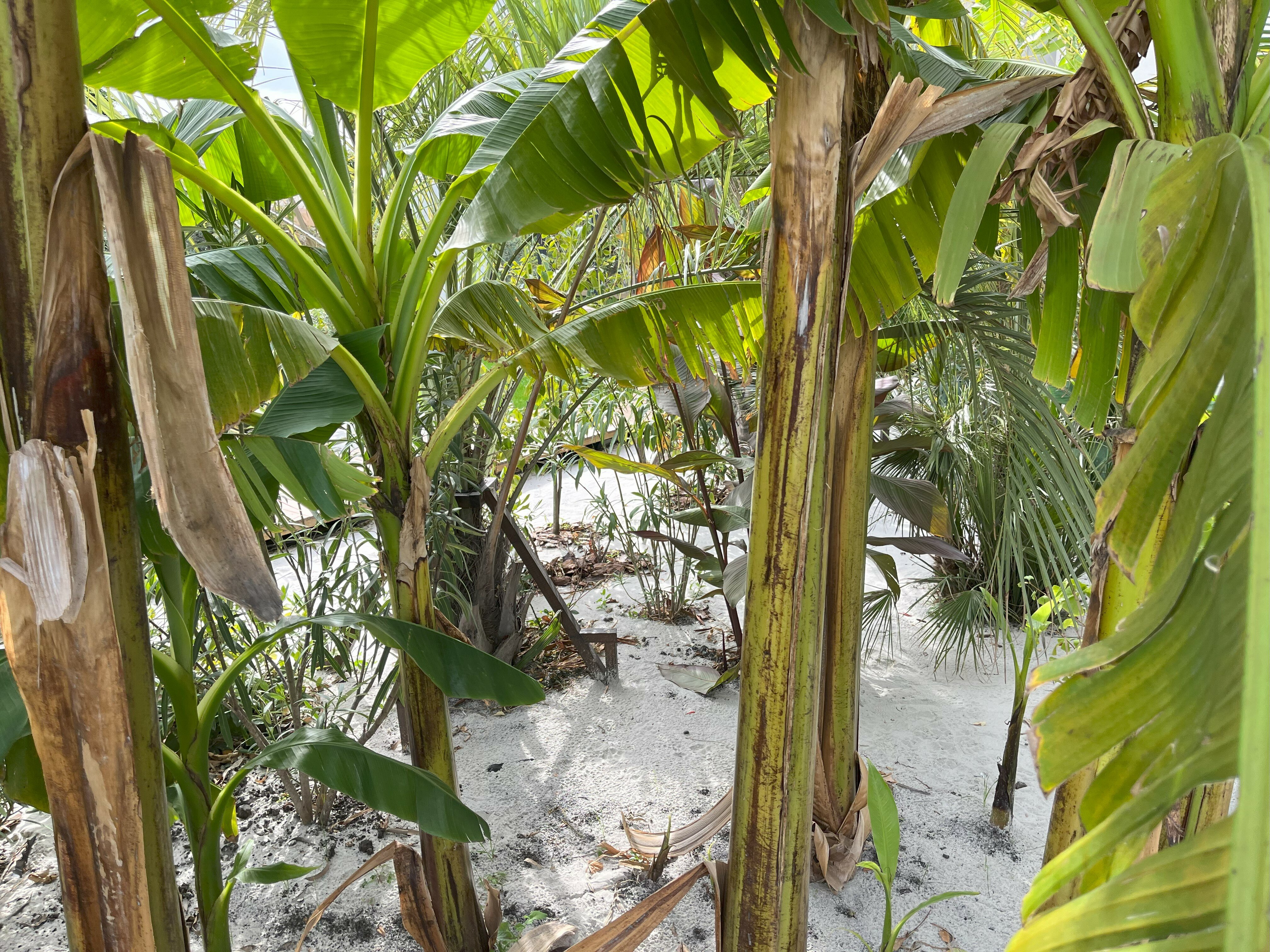 Фото Little Palm