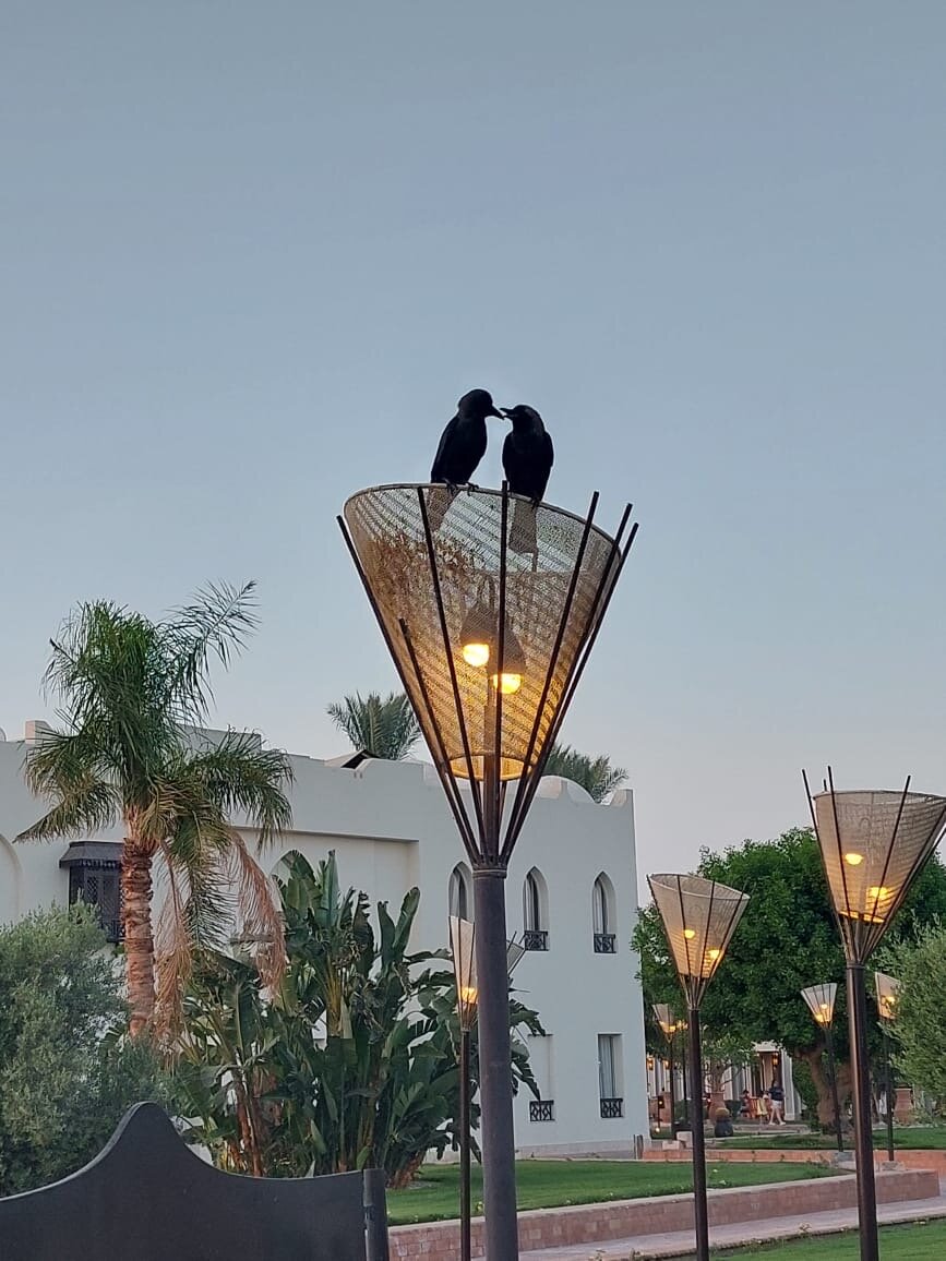 Фото Reef Oasis Beach