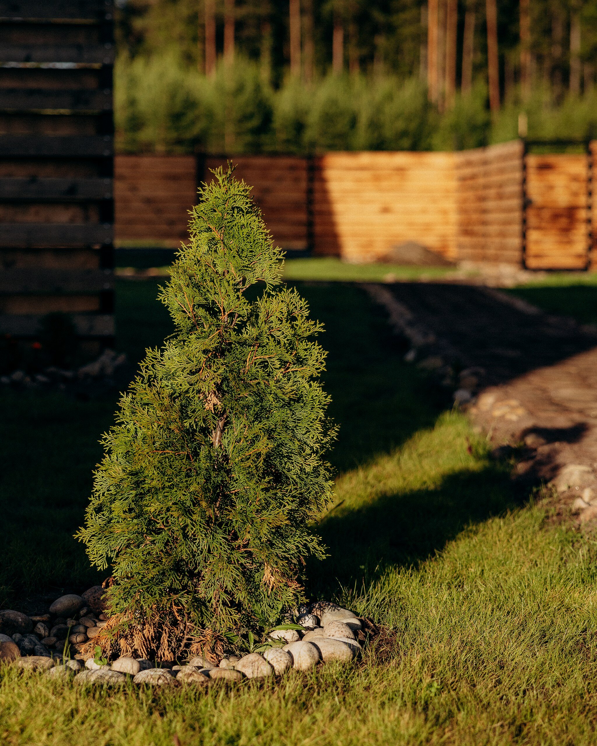 Фото Infinity Forest