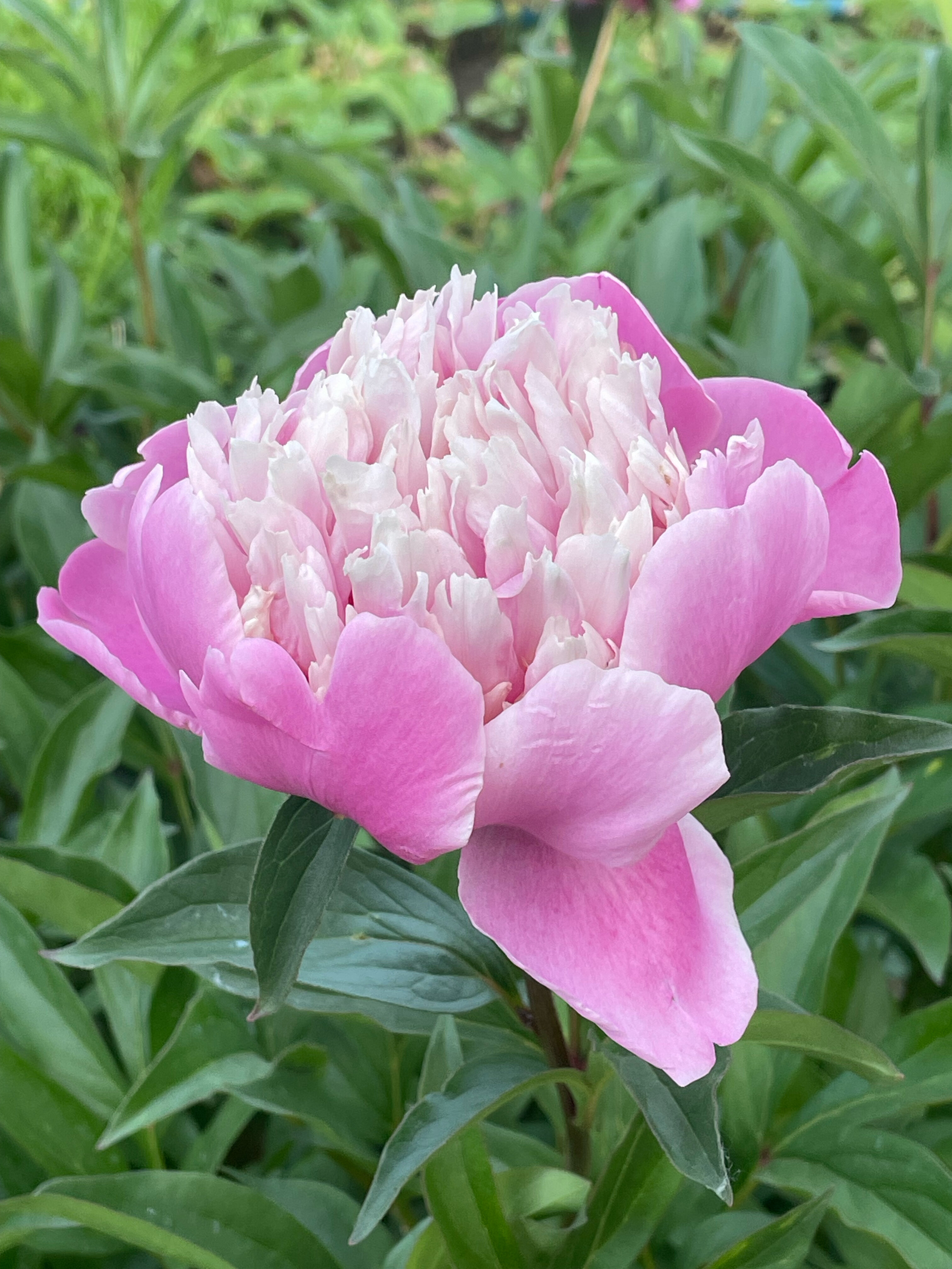 Фото Красный Подсолнух